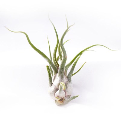 morningwood_growers_blue_ladel_tillandsia_caput_madusae