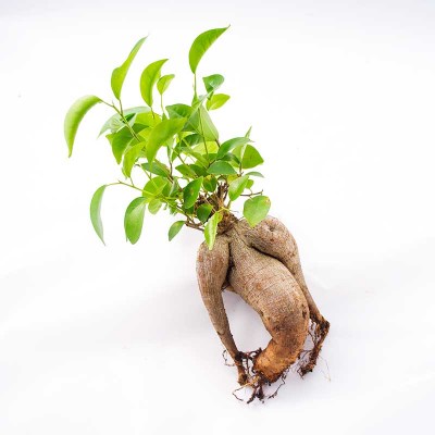 morningwood_growers_bonsai_bare_root_ficus_microcarpa_gensing_2
