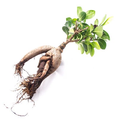 morningwood_growers_bonsai_bare_root_ficus_microcarpa_gensing_grafted_3