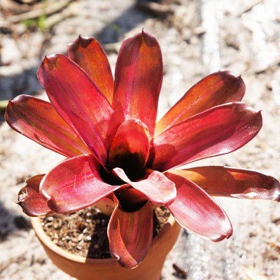 morningwood_growers_bromeliad_neoregellia_zoe