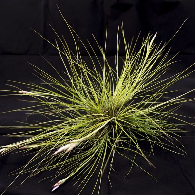 morningwood_growers_tillandsia_airplant_setacea_southern_needle_leaf
