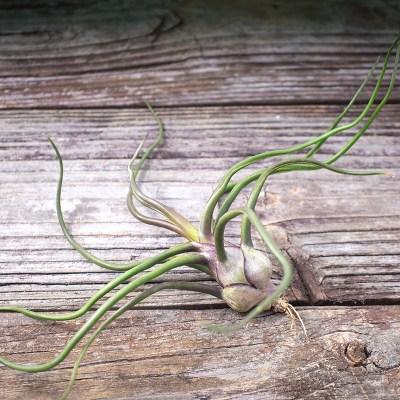 morningwood_growers_tillandsia_bulbosa_belize_large