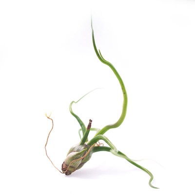 morningwood_growers_tillandsia_bulbosa_large9