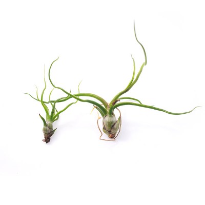 morningwood_growers_tillandsia_bulbosa_large_small