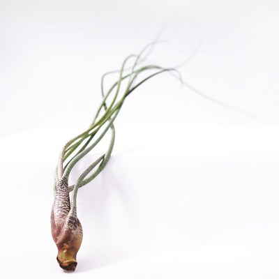 morningwood_growers_tillandsia_butzi_lean
