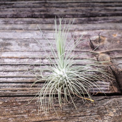 morningwood_growers_tillandsia_fuchsii_medium