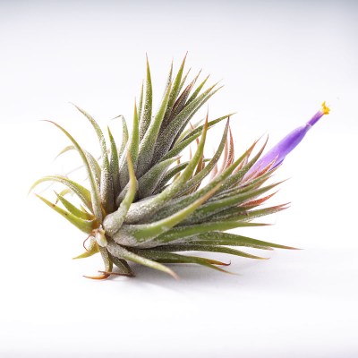 morningwood_growers_tillandsia_ionantha_mexicana