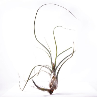 morningwood_growers_tillandsia_pseudobaileyi_large